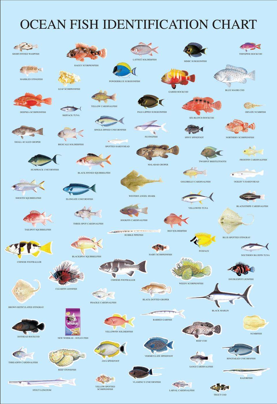 Морские рыбы: название, описание и фото самых популярных разновидностей обитателей морских глубин
