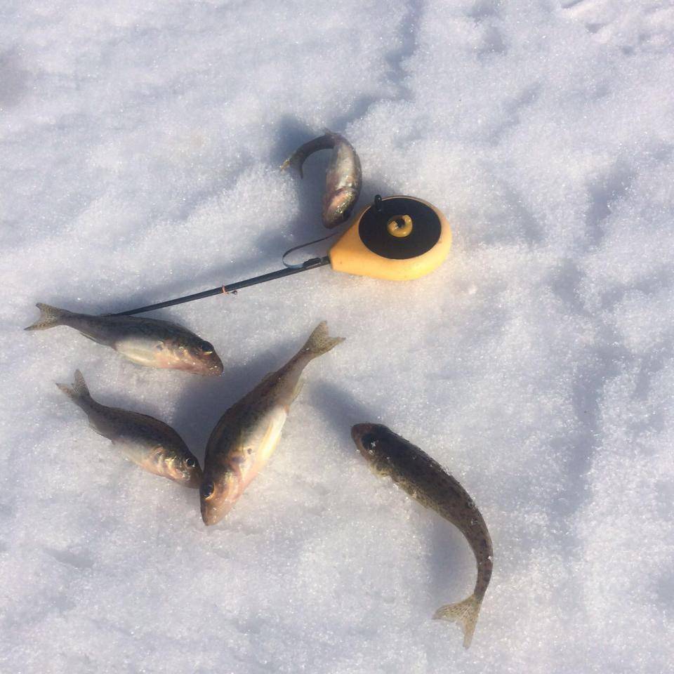 Зимняя рыбалка на безмотылку: как крепить её к леске, как правильно ловить, что влияет на ловлю, какую рыбу можно ловить на безмотылку зимой