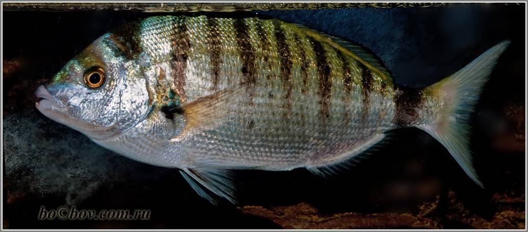 Вырезуб фото и описание – каталог рыб, смотреть онлайн