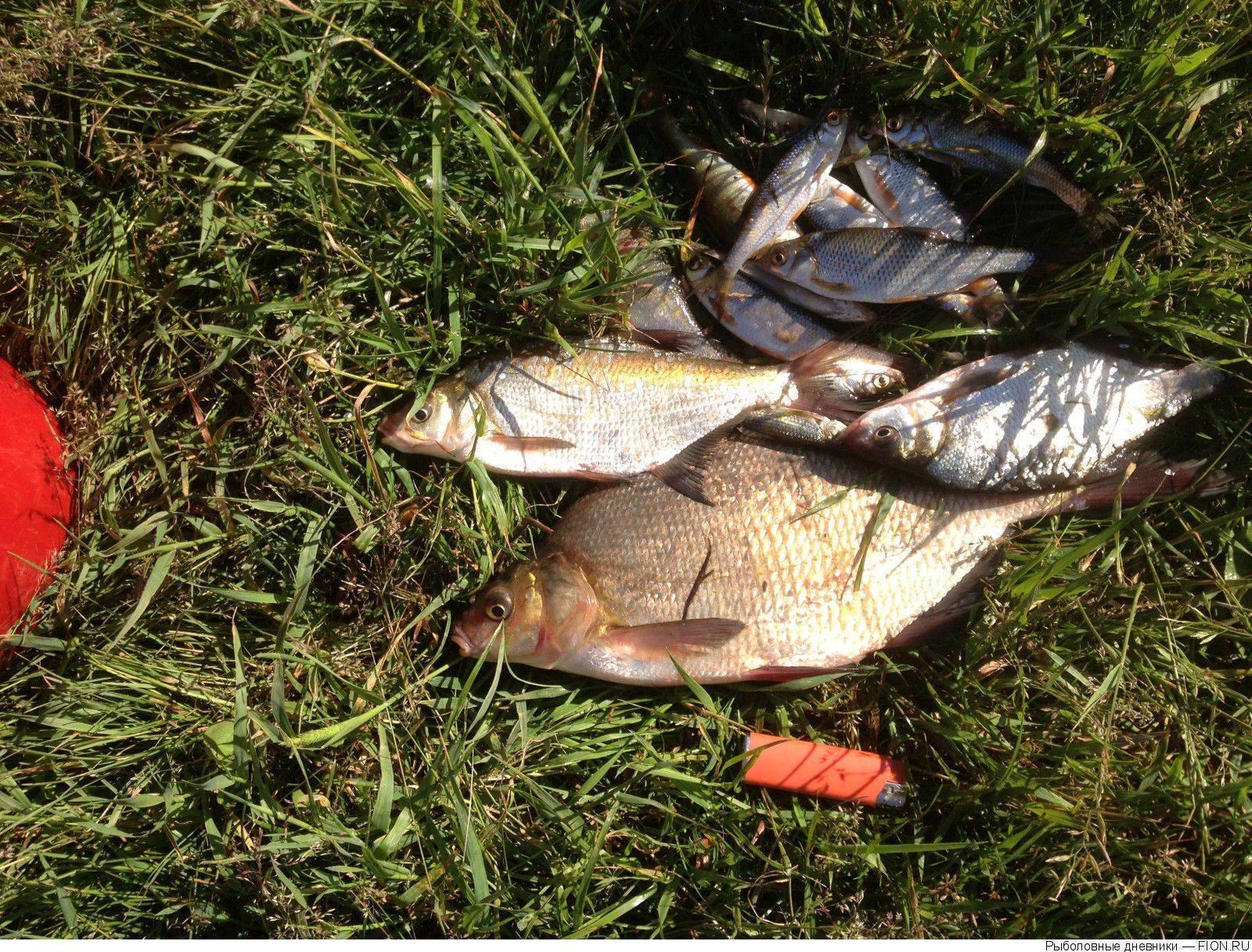 Рыбалка в свердловской области 2021 - отчеты, запрет