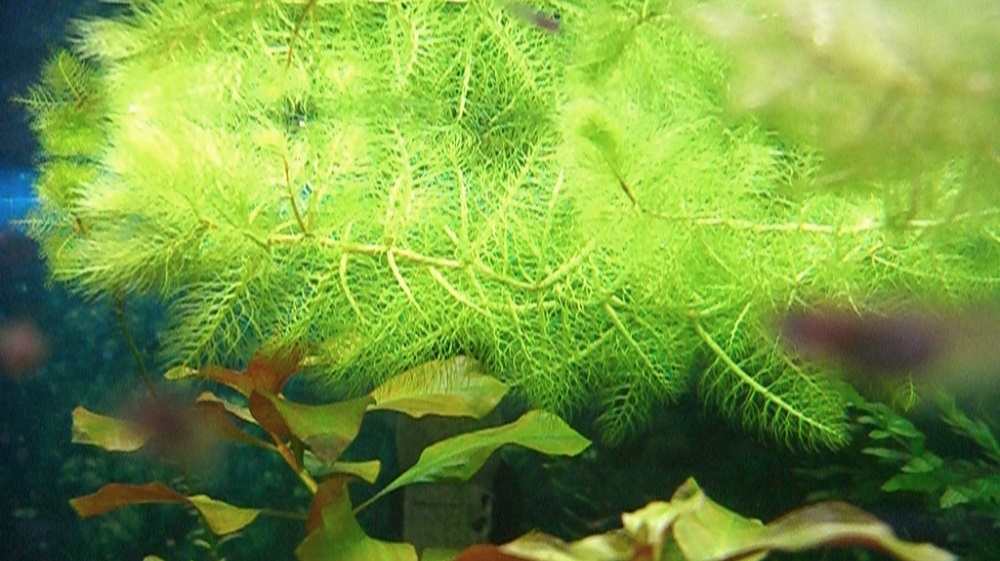 Пузырчатка обыкновенная – хищная водоросль для аквариума