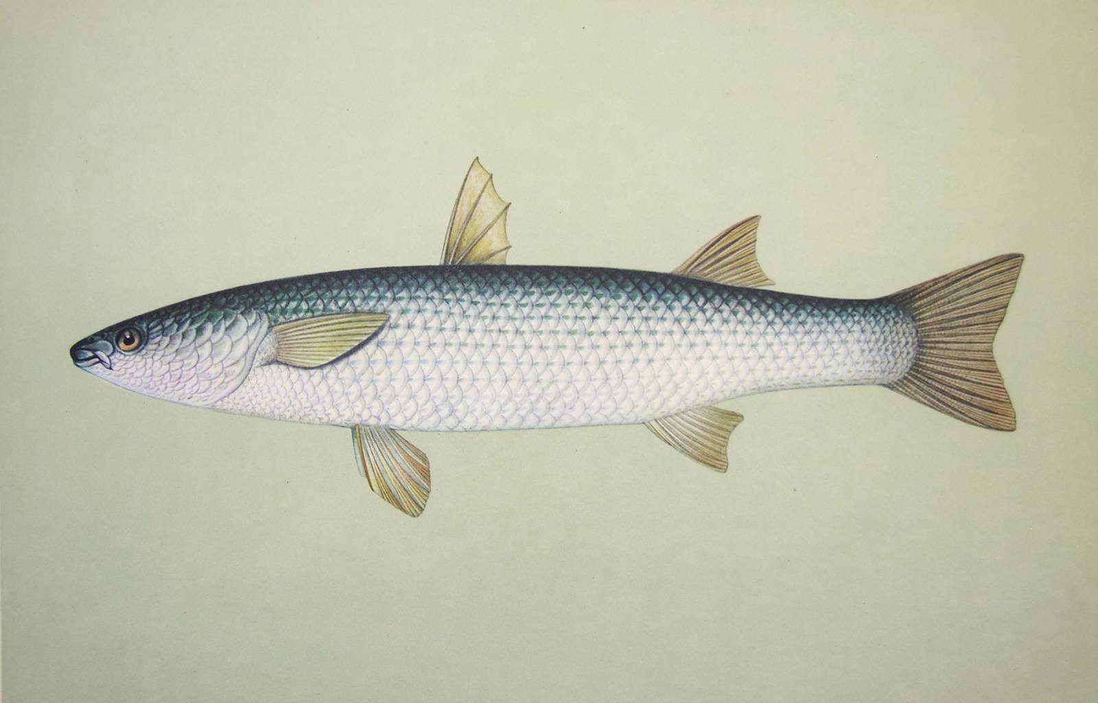 Рыба лобан – поведение, отличия от других кефалевых и как ловить