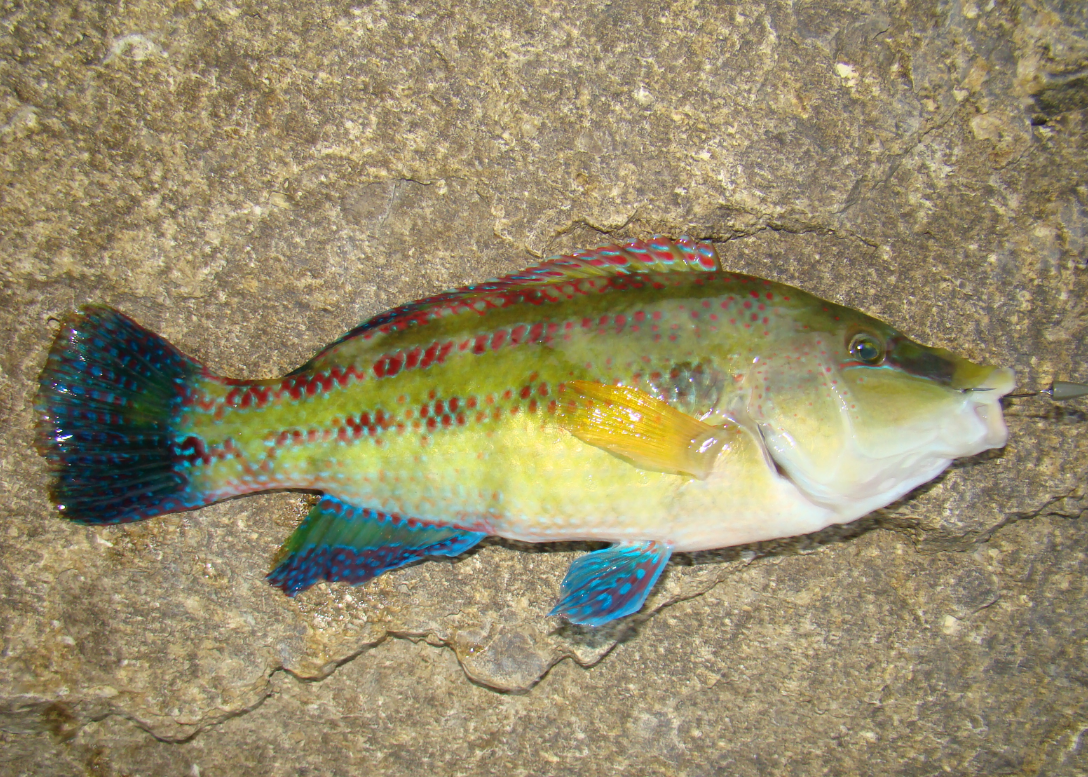 Хищная рыба судак: фото и описание, интересные факты, где обитает, нерест, способы ловли
