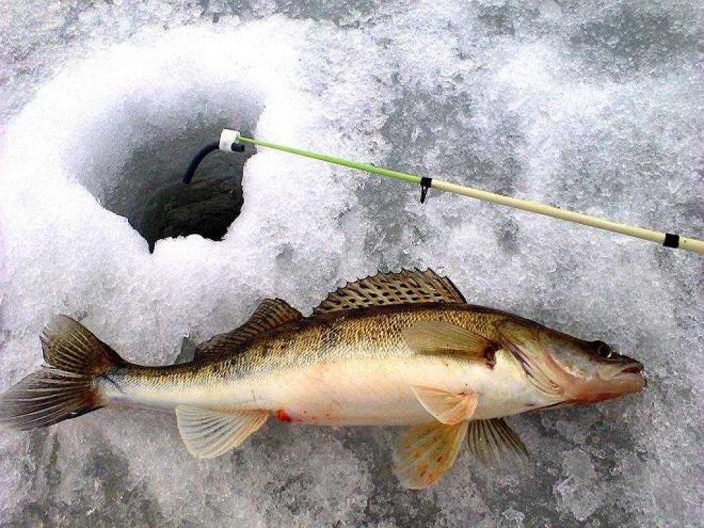 Ловля судака зимой - читайте на сatcher.fish