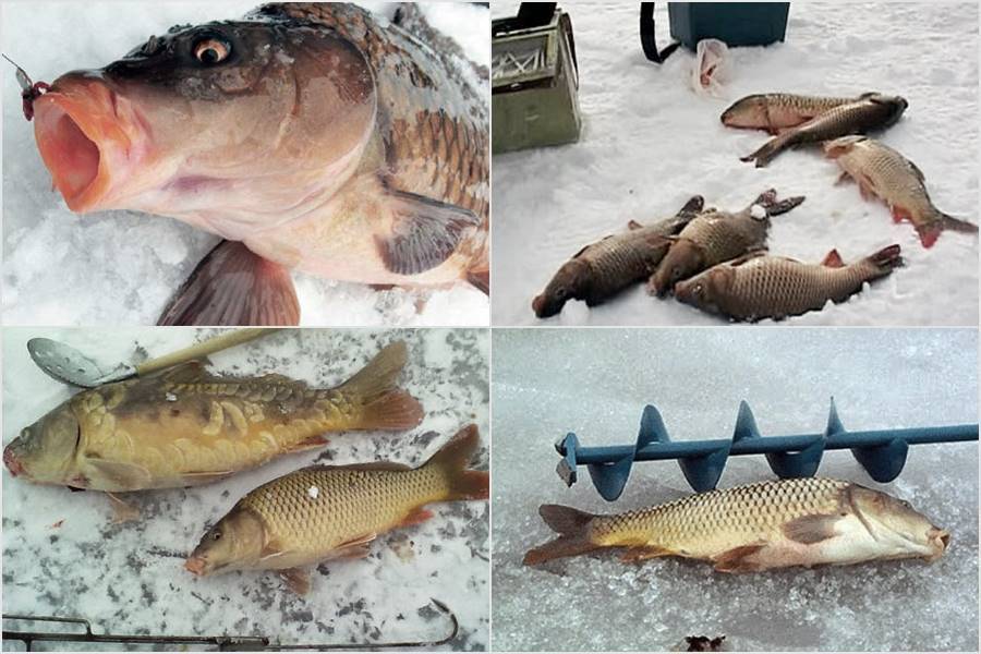 Ловля сазана — особенности рыбалки - fishingwiki