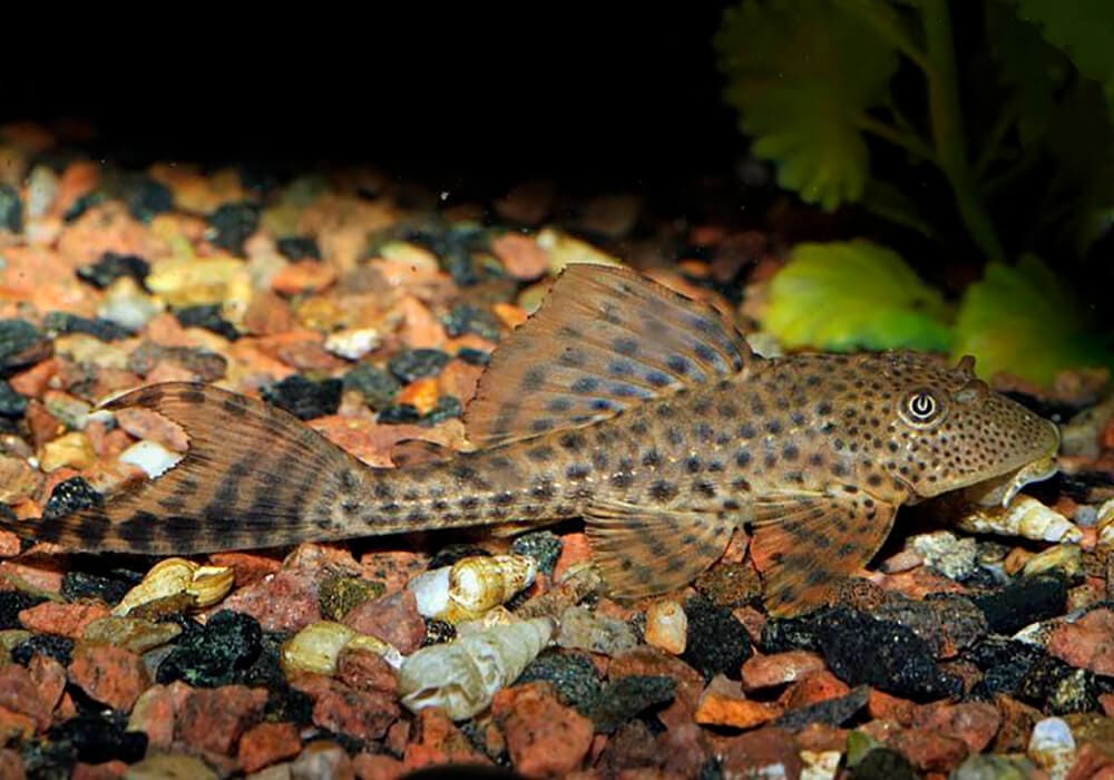 Плекостомус золотой: описание вида и особенности содержания рыбки, размножение hypostomus plecostomus