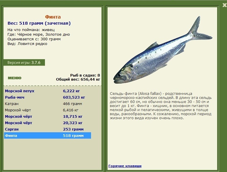Рыба «палия» фото и описание