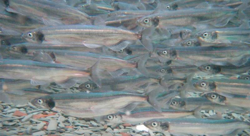 Мойва – польза и вред знаменитой морской рыбы