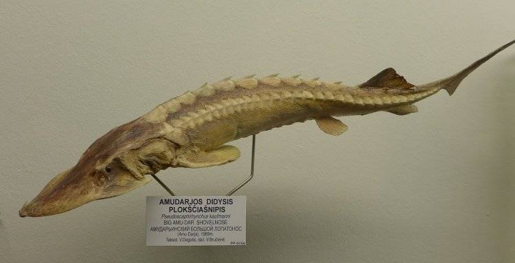 Лопатонос белый фото и описание – каталог рыб, смотреть онлайн