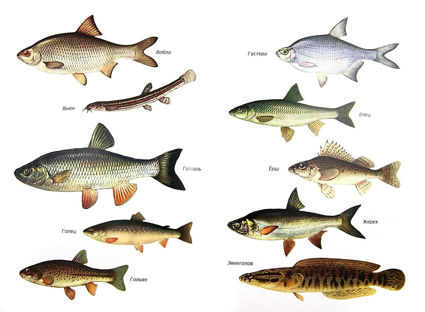 Рыба ротан: образ жизни и способы ловли
