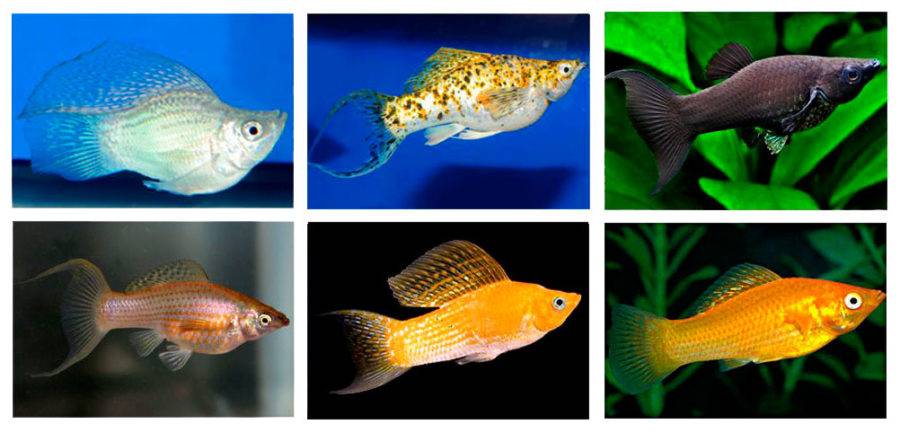 Моллинезии: виды и разновидности рыб, описание, уход и содержание