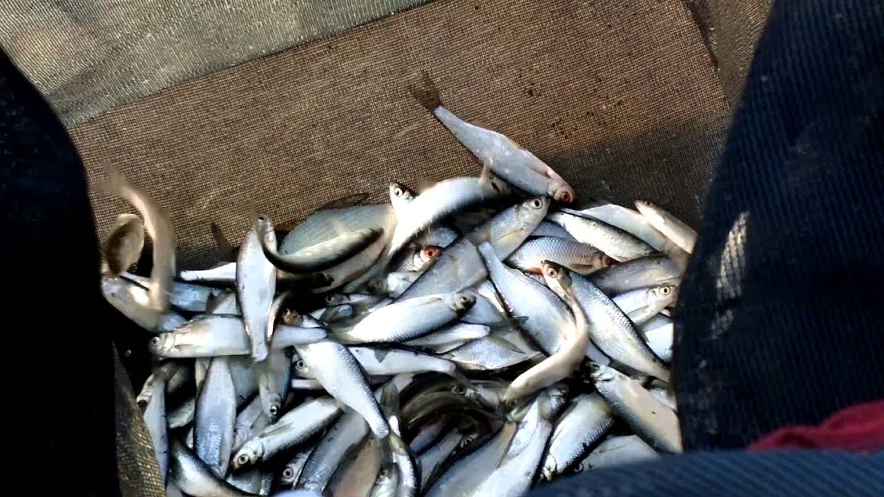 Ловля уклейки весной на поплавочную удочку: подготовка оснастки и поведение рыбы