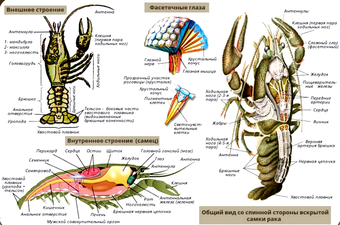 Внешнее строение речного рака рисунок с подписями