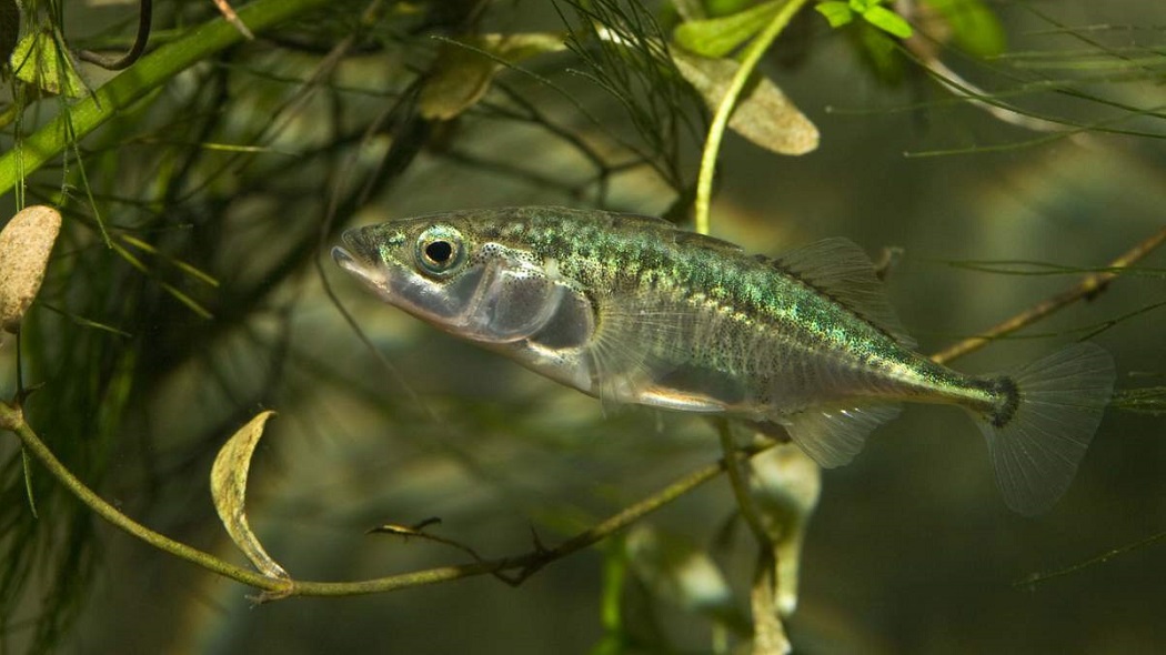 Рыба колюшка: среда обитания, внешние характеристики, образ жизни, размножение колюх