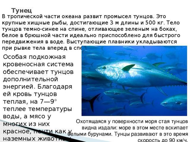 Тунец: польза, вред, состав, рецепты
