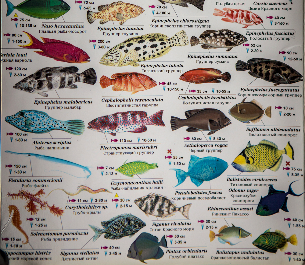 Сом фото и описание – каталог рыб, смотреть онлайн