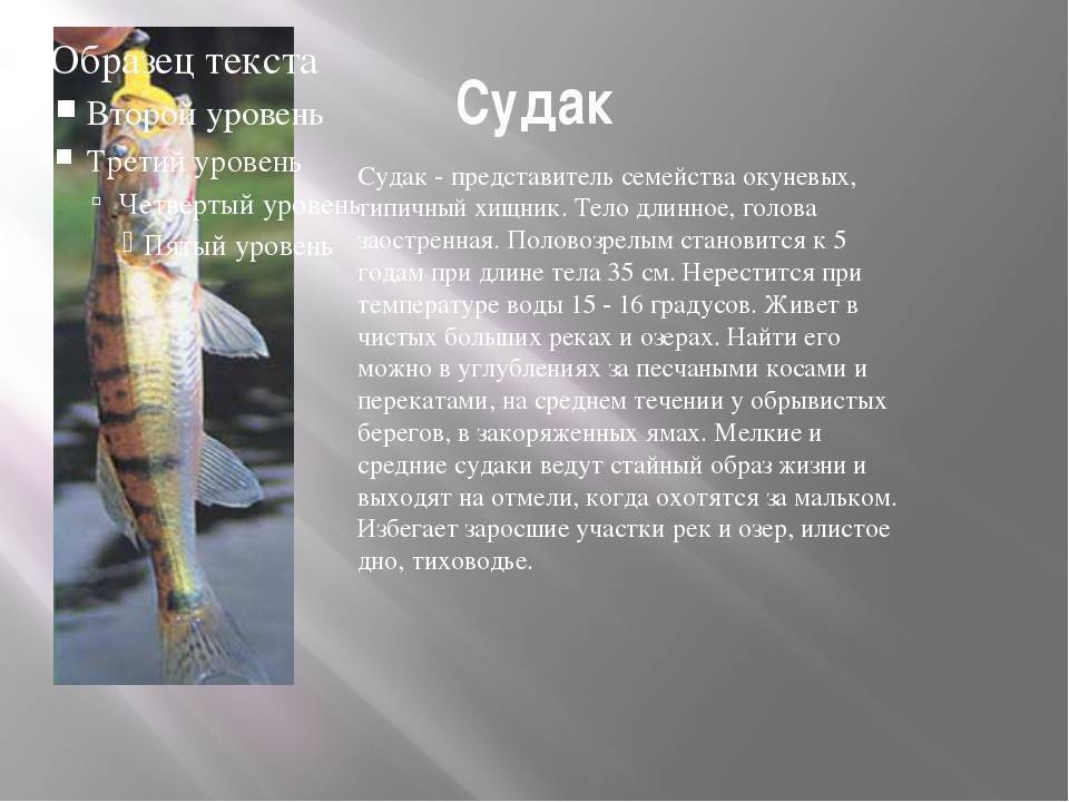 Рыба судак (морская и речная): где водится, описание, образ жизни, техника ловли