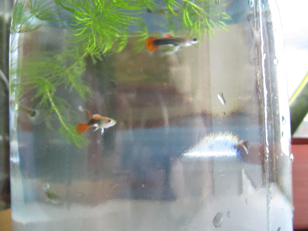 Рыбки которые живут без кислорода в аквариуме, которым не нужен компрессор и фильтр, фото