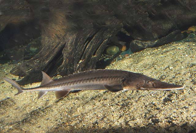 Рыба «Лопатонос обыкновенный» фото и описание
