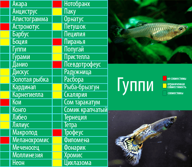 Сом таракатум: как содержать в аквариуме