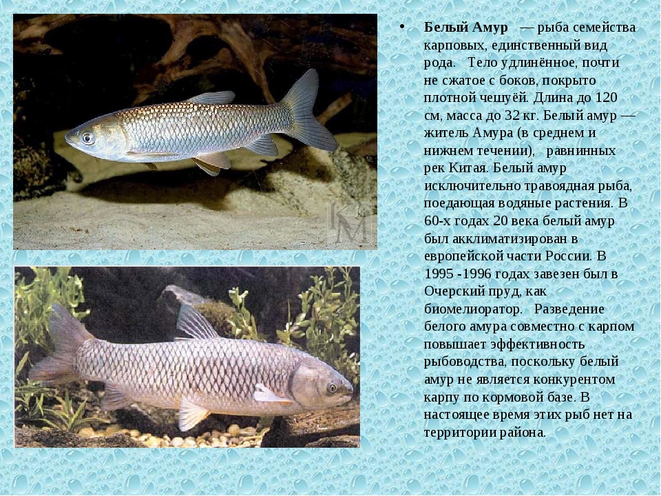 Амур белый: как выглядит представитель семейства карповых, чем питается, среда обитания рыбы