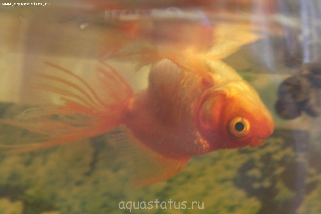 ᐉ золотая рыбка плавает на поверхности воды — пузом вверх - zoo-mamontenok.ru