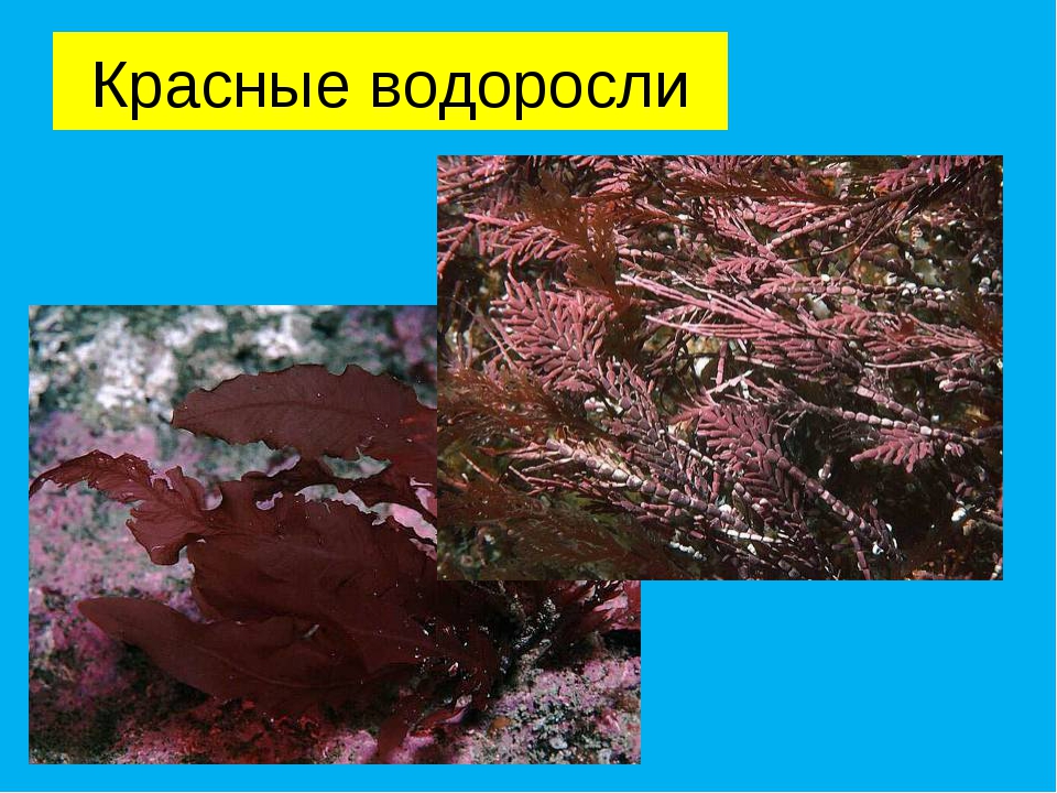 К бурым водорослям относятся растения. Красные водоросли биология 7 класс. Водоросли зеленые бурые красные. Красные водоросли 6 класс. Красные водорослиурые.