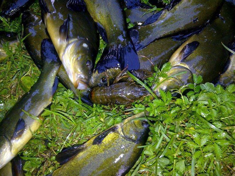 Как ловить линя на поплавочную удочку летом — советы и рекомендации