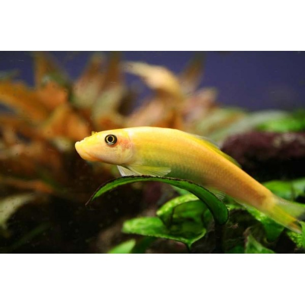 Гиринохейлус: содержание водорослееда, размножение золотого или желтого вида рыбки и совместимость