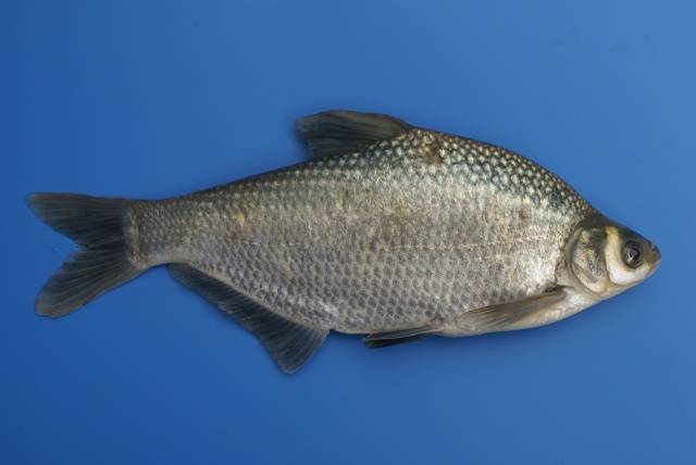 Амур белый фото и описание – каталог рыб, смотреть онлайн