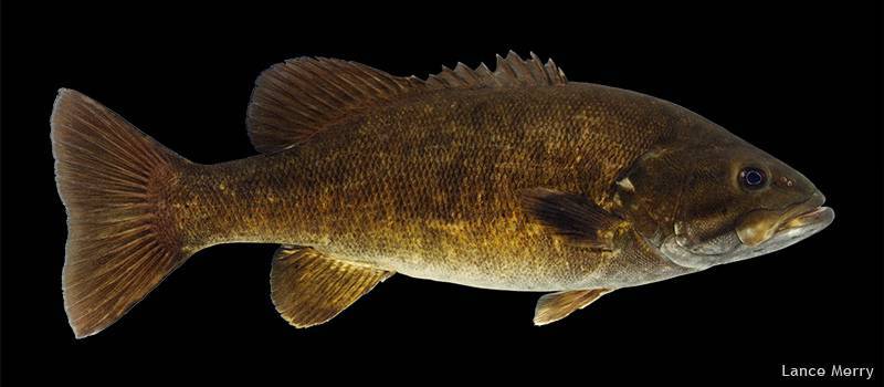 Корифена большая фото и описание – каталог рыб, смотреть онлайн
