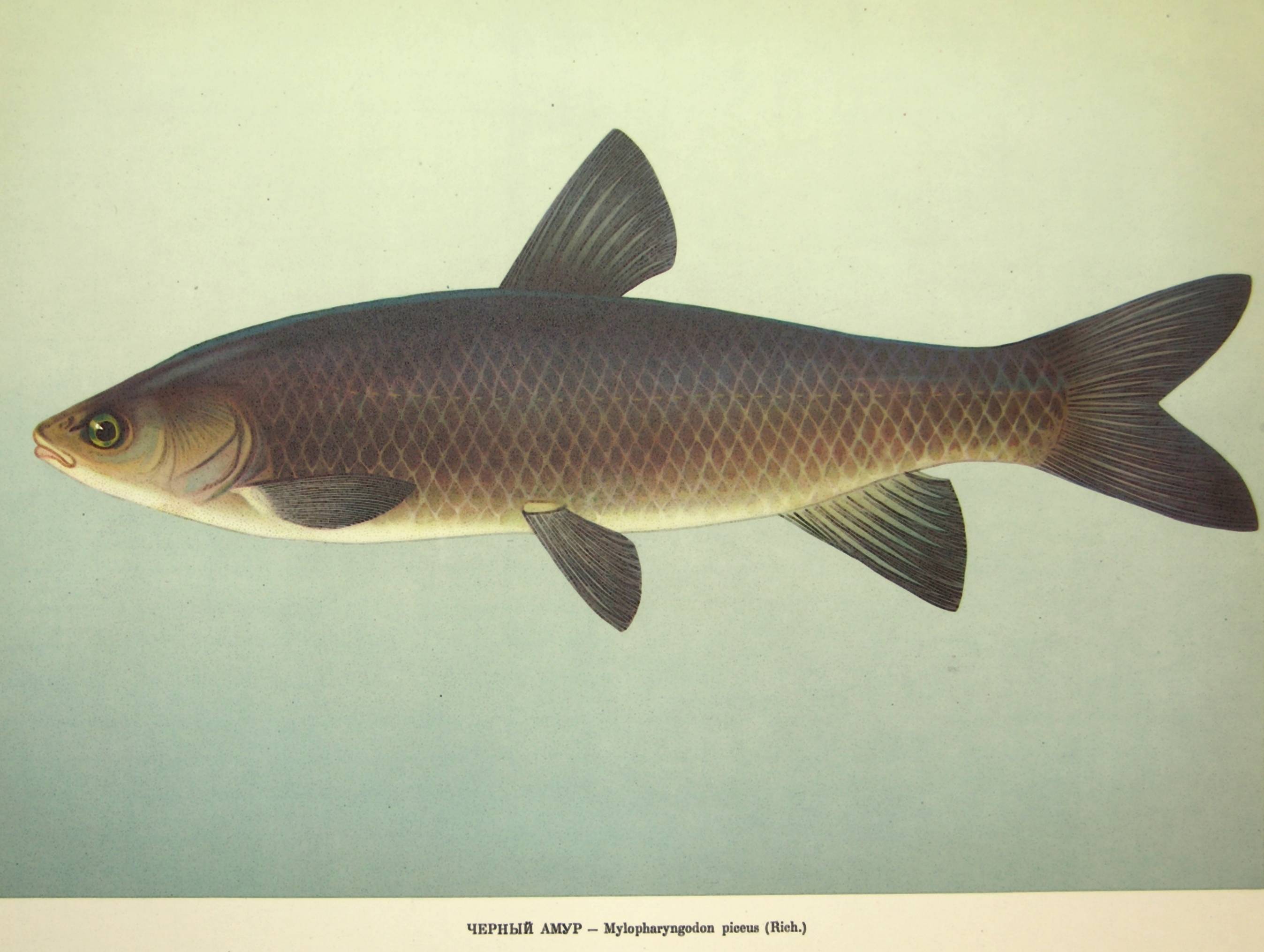 Рыбы амура - список рыб бассейна реки амур (1956 г.) | личное пространство