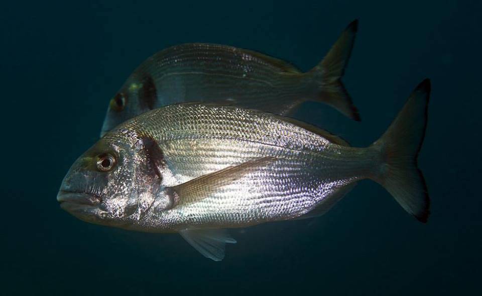 Амия фото и описание – каталог рыб, смотреть онлайн