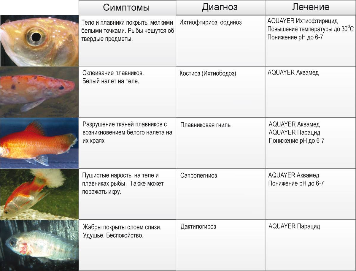 Болезни аквариумных рыбок гуппи: как их определить и вылечить