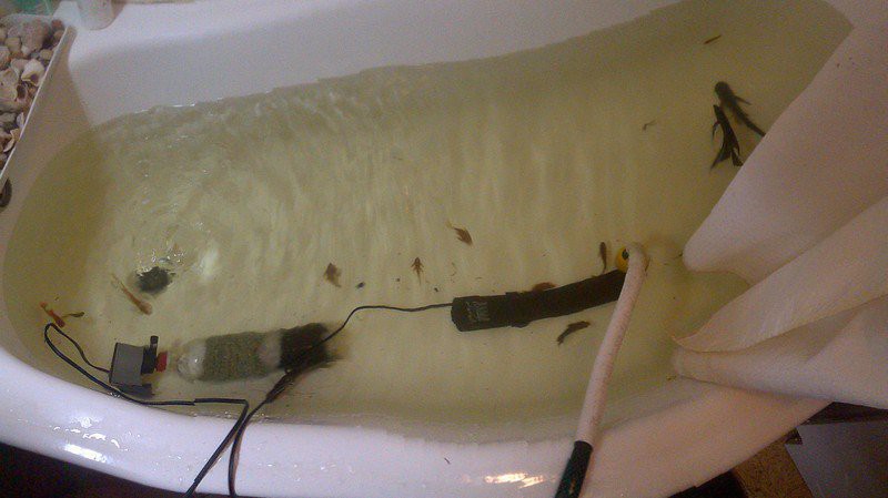 Как правильно мыть аквариум с аквариумными рыбками и растениями