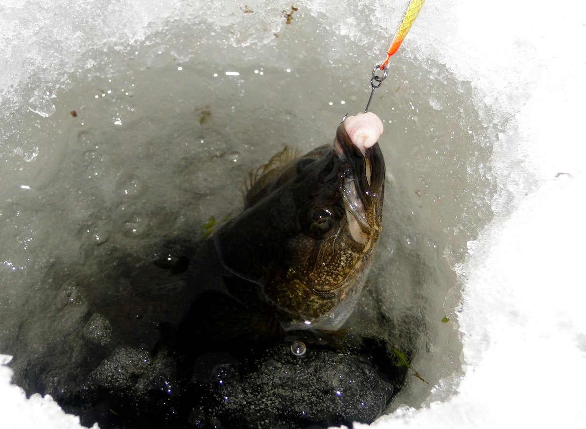 Рыбалка на ротана зимой как приманить и какие снасти использовать