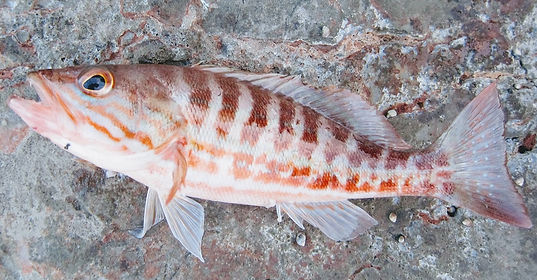 Окунь желтый фото и описание – каталог рыб, смотреть онлайн