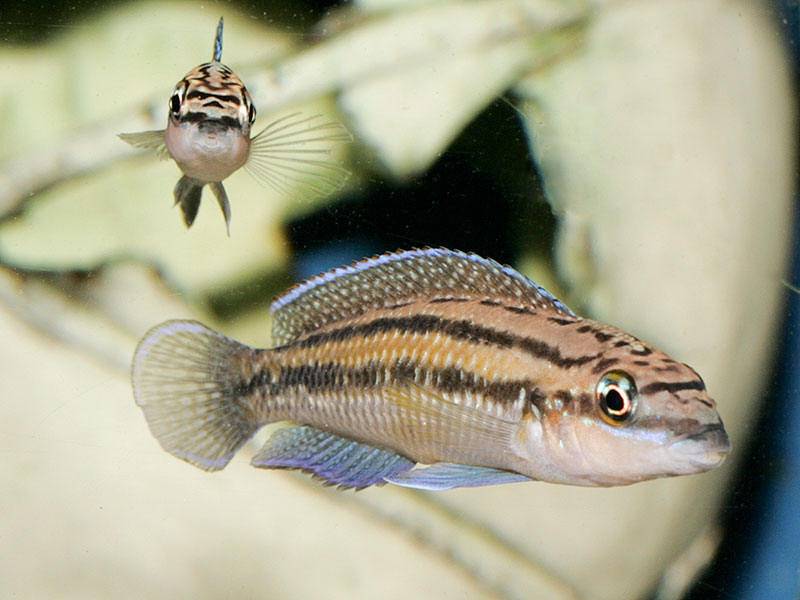 Юлидохромис марлиера = julidochromis marlieri, содержание, разведение, поведение, питание, корм, темпереатура воды
