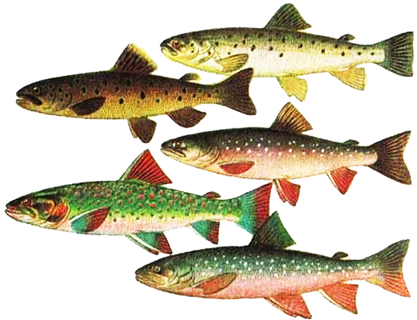 Горбуша фото и описание – каталог рыб, смотреть онлайн