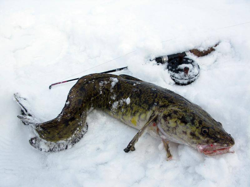 Ловля налима зимой: на реках и водоёмах