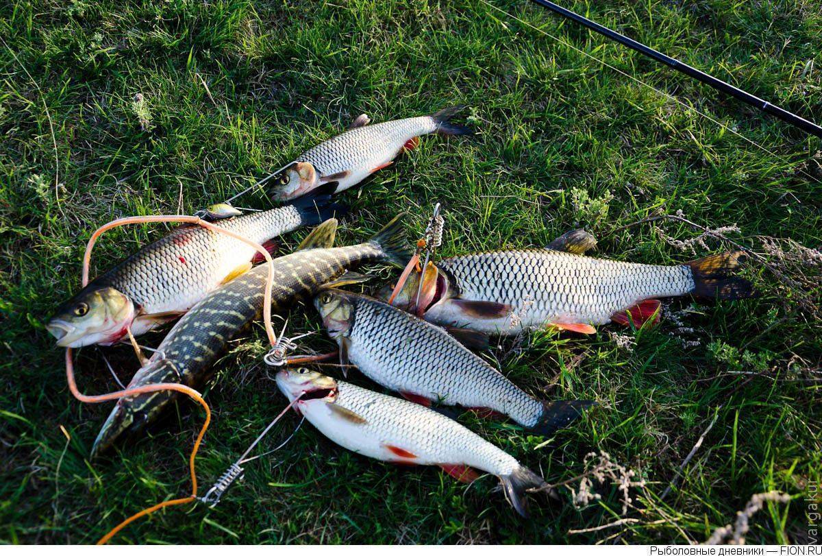 Отчеты о рыбалке в курской области – суперулов – интернет-портал о рыбалке