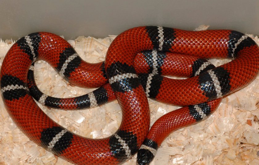 Описание, образ жизни и содержание молочной змеи в террариуме