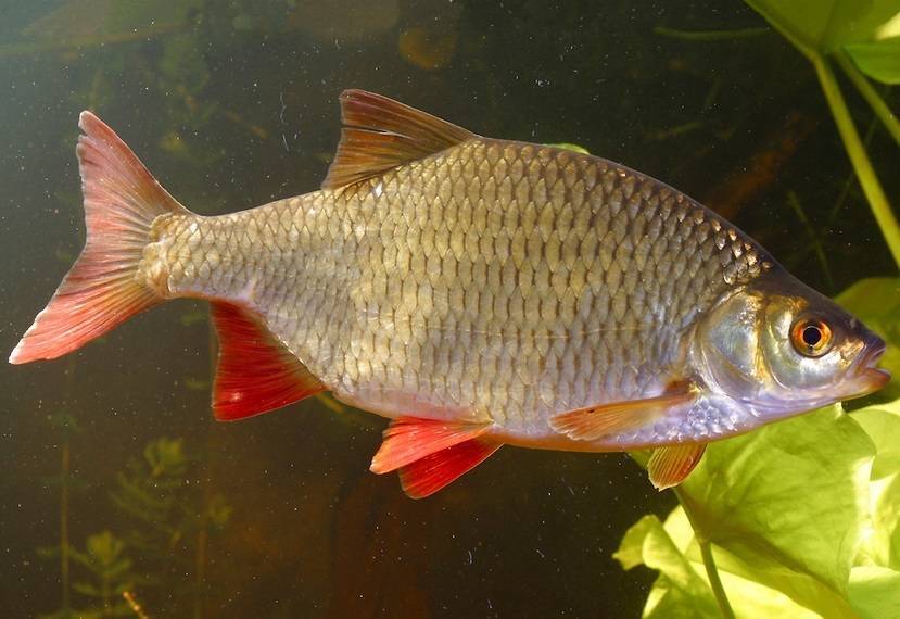 Красноперка (рыба): описание, фото. на что ловить красноперку, как ее приготовить? :: syl.ru