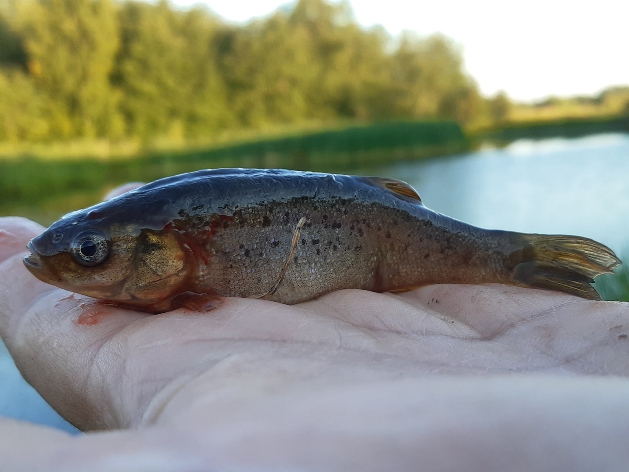 Рак речной длиннопалый фото и описание – каталог рыб, смотреть онлайн