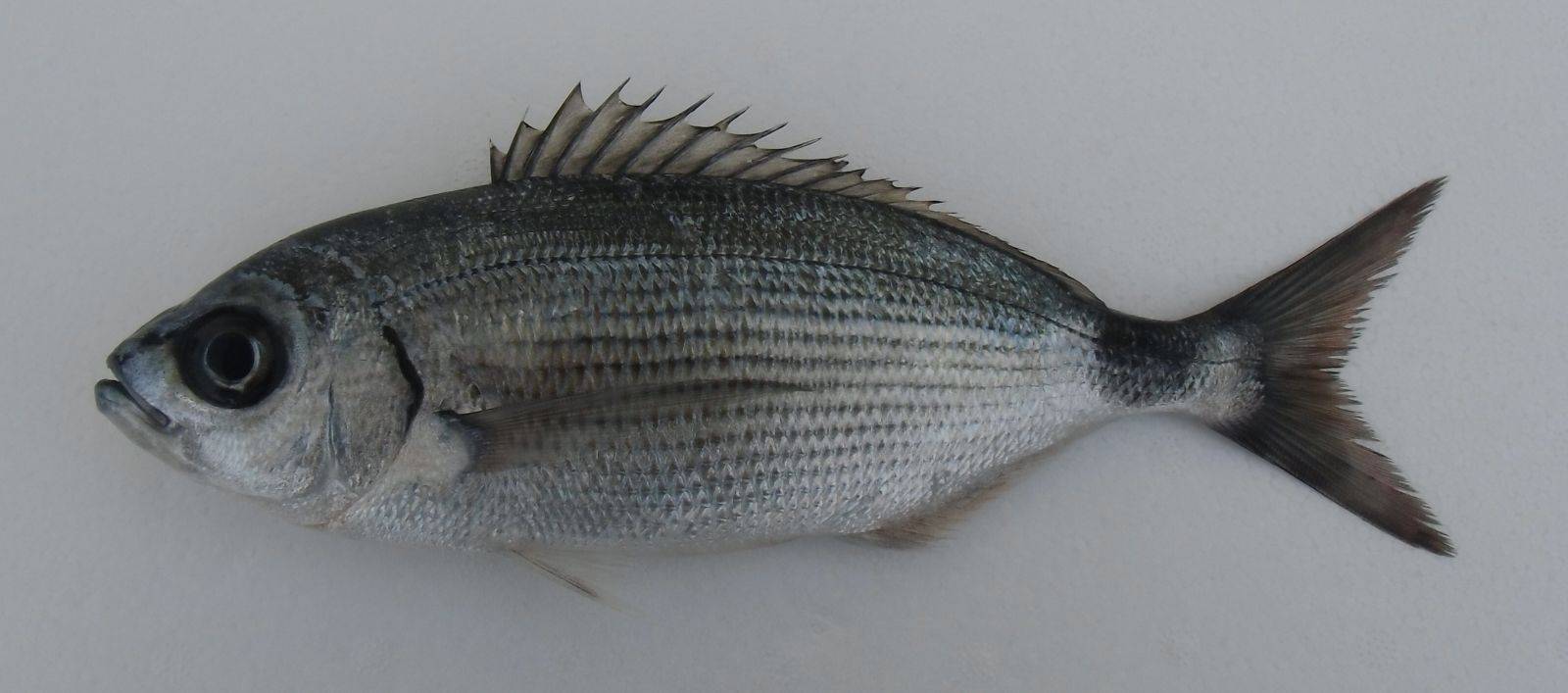 Рыба «Облада чернохвостая» фото и описание