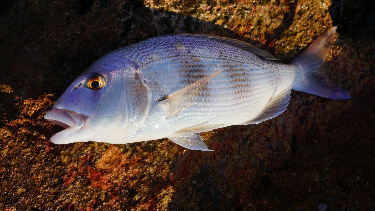 Крупные рыбы черного моря названия