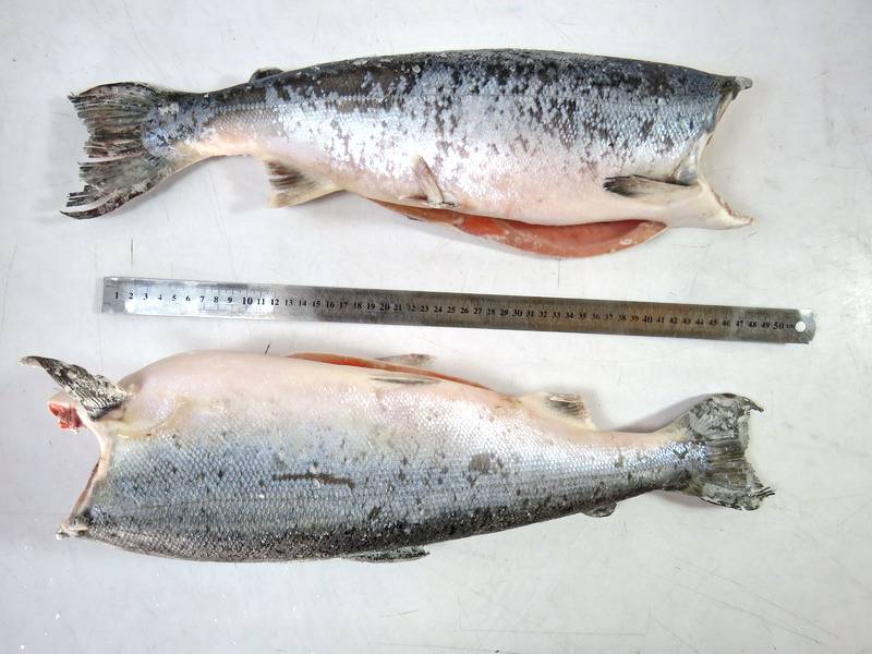 Кижуч: описание рыбы, где водится, способы ловли и пищевая ценность
