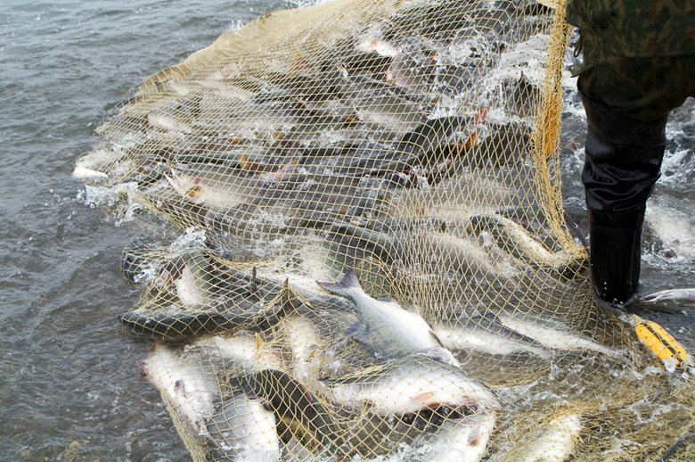Штраф за ловлю рыбы сетями в 2021 году – размер и сумма