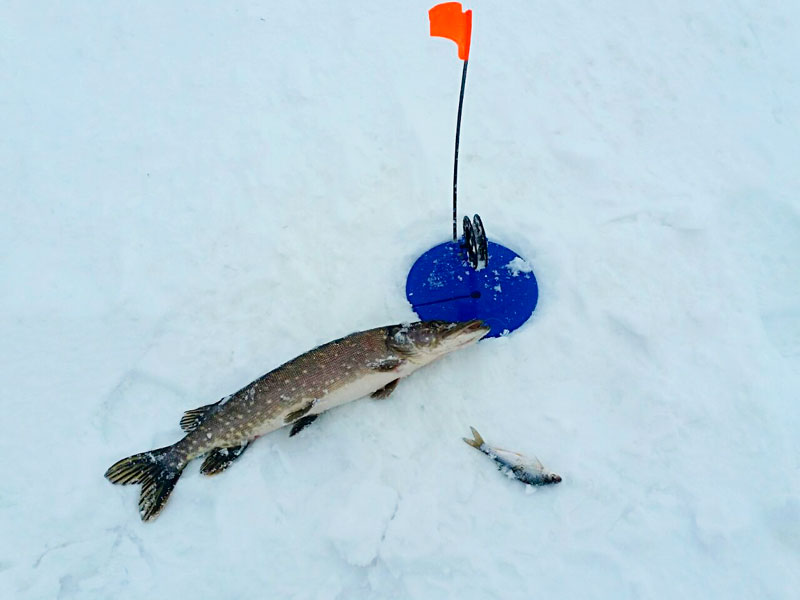Ловля щуки зимой на жерлицы: техника и тактика ловли - рыбачок!