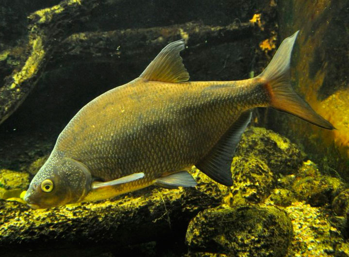Рыба «сомик канальный» фото и описание